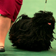 Illustration for article titled More Puppy Love From the Westminster Dog Show